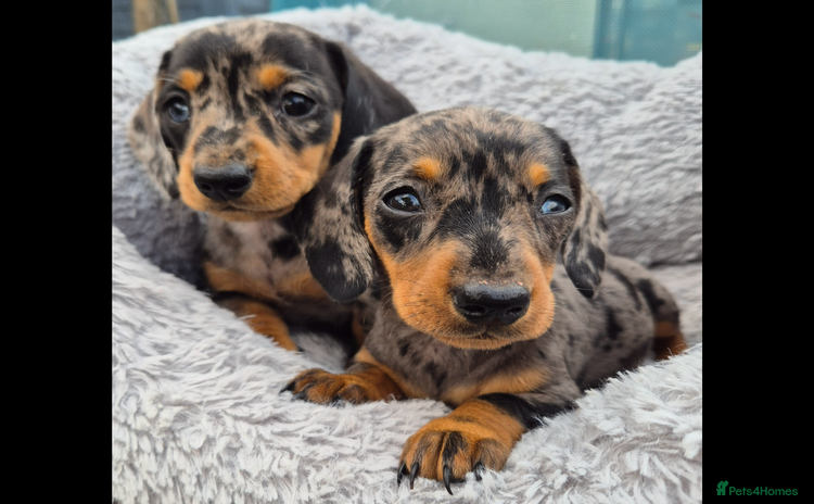 Miniature Dachshund dogs - Advert 5
