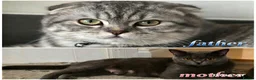 British Shorthair cats for sale: Lovely British shorthair kittens 😸  - Advert 4