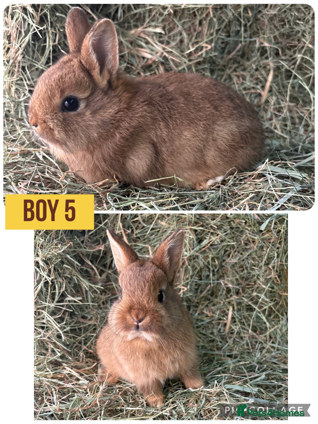 Netherland Dwarf rabbits for sale: Stunning Netherland dwarves  - Advert 4