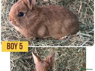 Netherland Dwarf rabbits Stunning Netherland dwarves - Advert 9