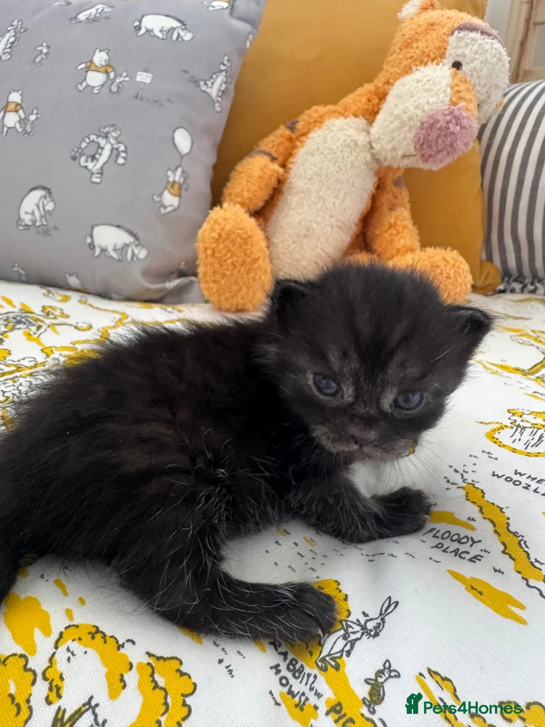 Mixed Breed cats for sale: Kittens  - Advert 1