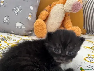 Mixed Breed cats Kittens - Advert 4