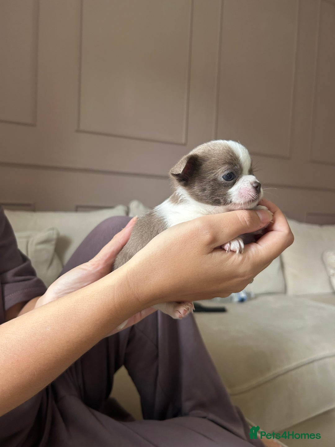 Chihuahua dogs for sale: ❤️stunning chihuahua pups❤️ - Image 6
