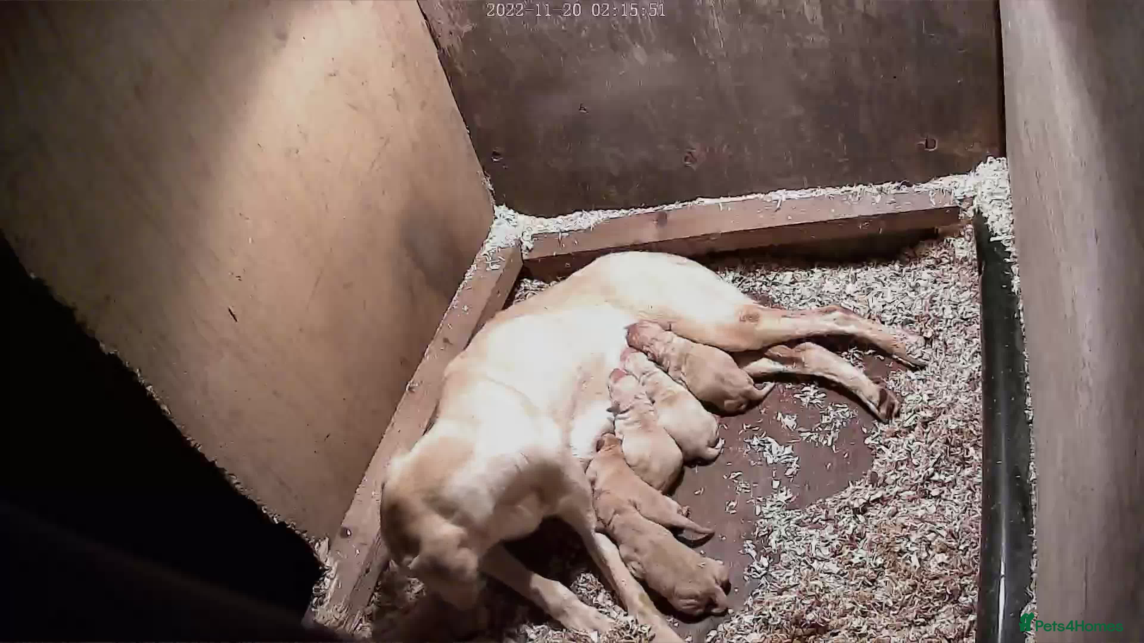 Labrador Retriever dogs Labrador - Advert 3