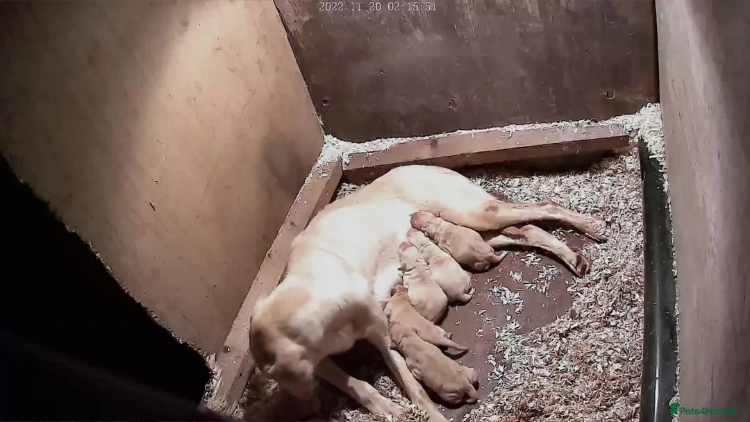 Labrador Retriever dogs for sale: Labrador - Advert 1