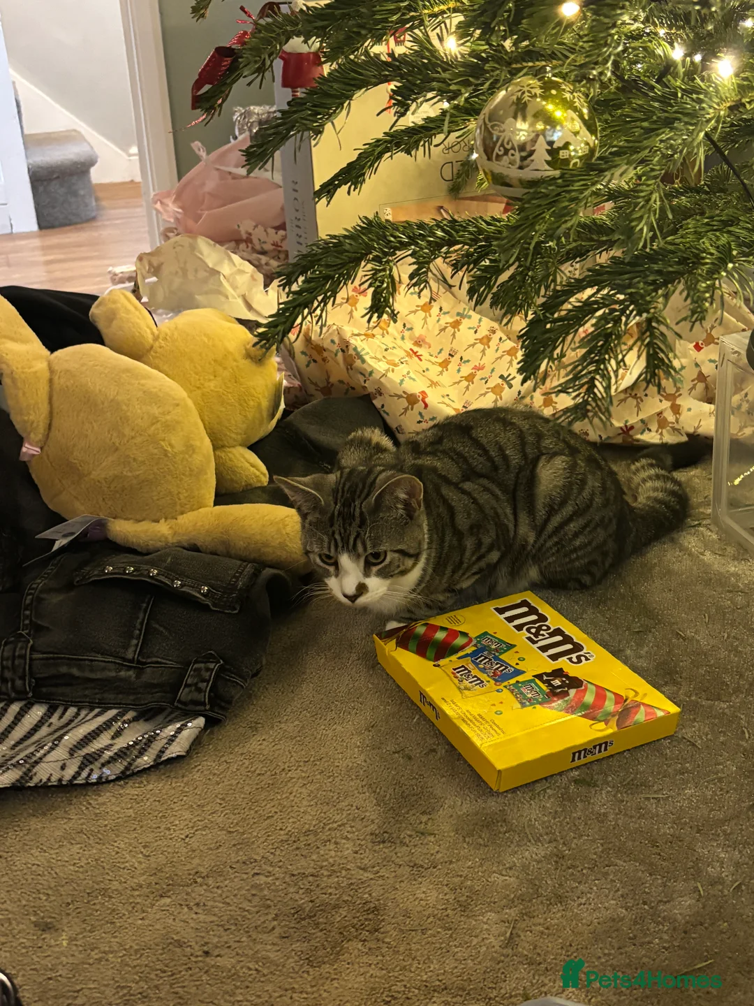 Mixed Breed cats for stud: Silver tabby bam - Advert 3