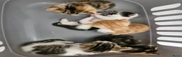 Mixed Breed cats for sale: Mixed breed kittens - Advert 16