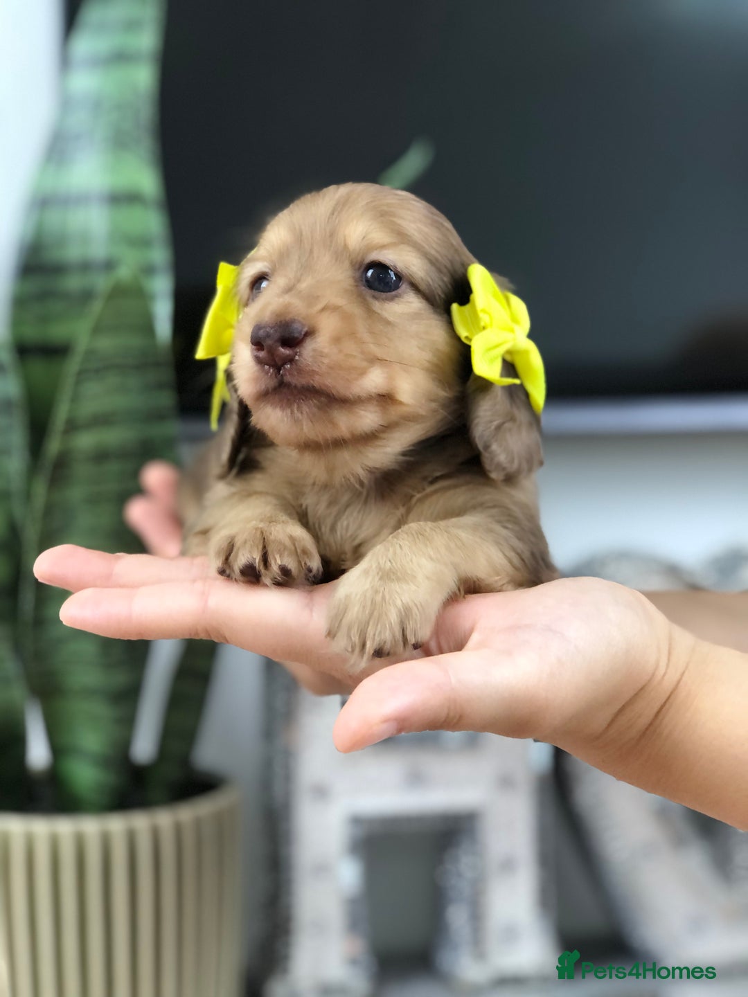 Miniature Dachshund dogs for sale: 𝕃𝕠𝕟𝕘 𝕙𝕒𝕚𝕣𝕖𝕕 𝕔𝕣𝕖𝕒𝕞 𝕡𝕦𝕡𝕡𝕚𝕖𝕤 🧸 - Image 5