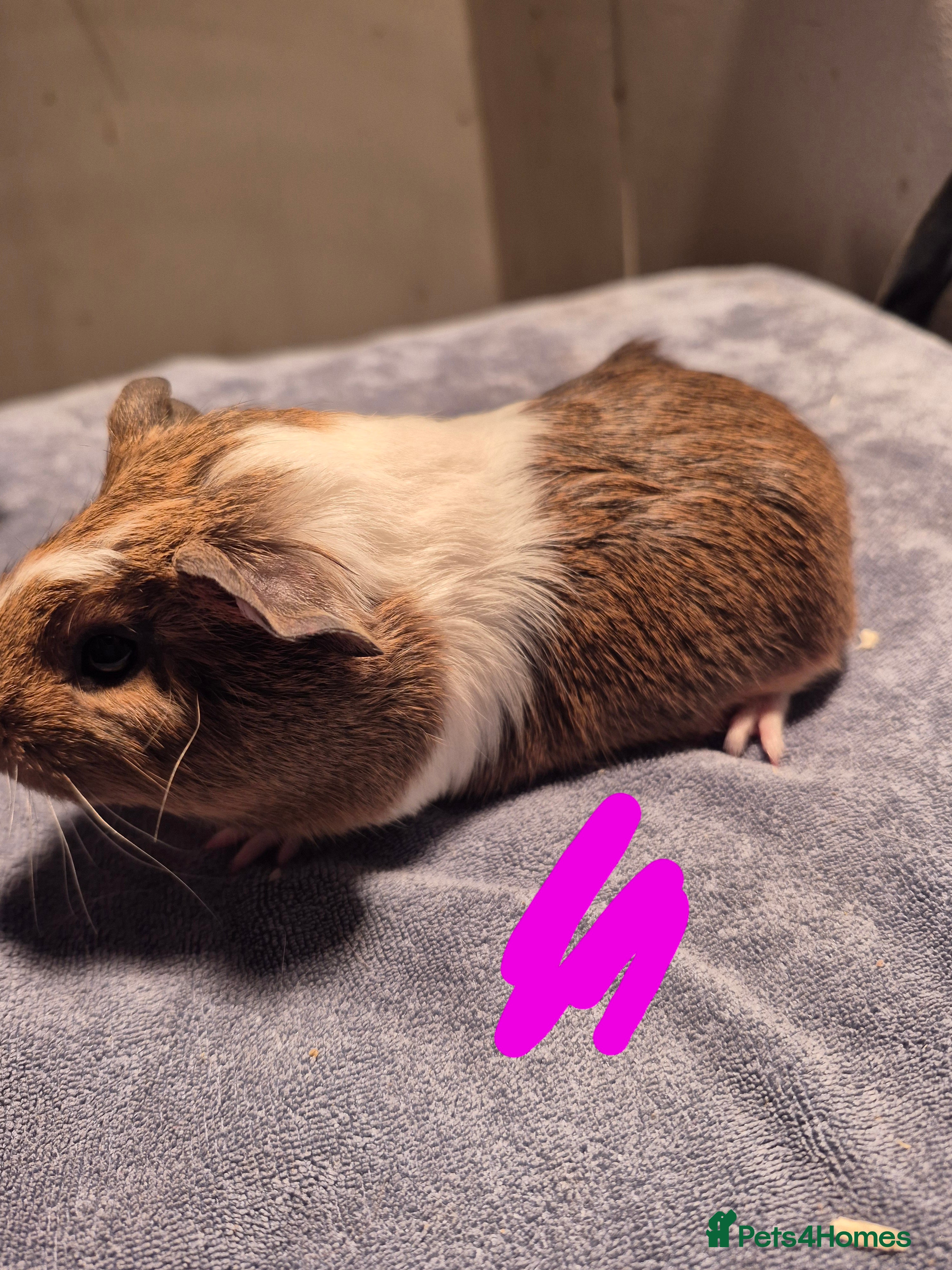 Guinea Pig rodents Mixed piggies for sale  - Advert 1