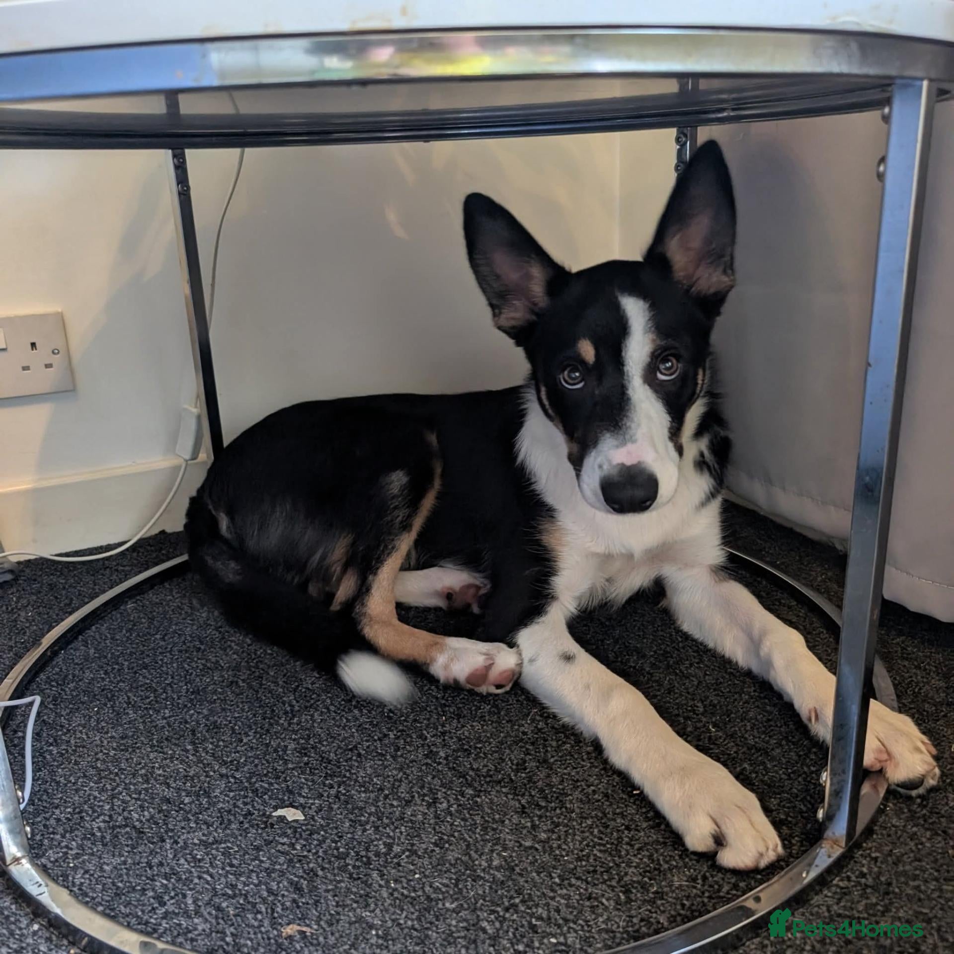 Border Collie dogs for sale: Border collie looking for forever home  - Advert 22