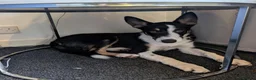 Border Collie dogs for sale: Border collie looking for forever home  in Livingston - Advert 1