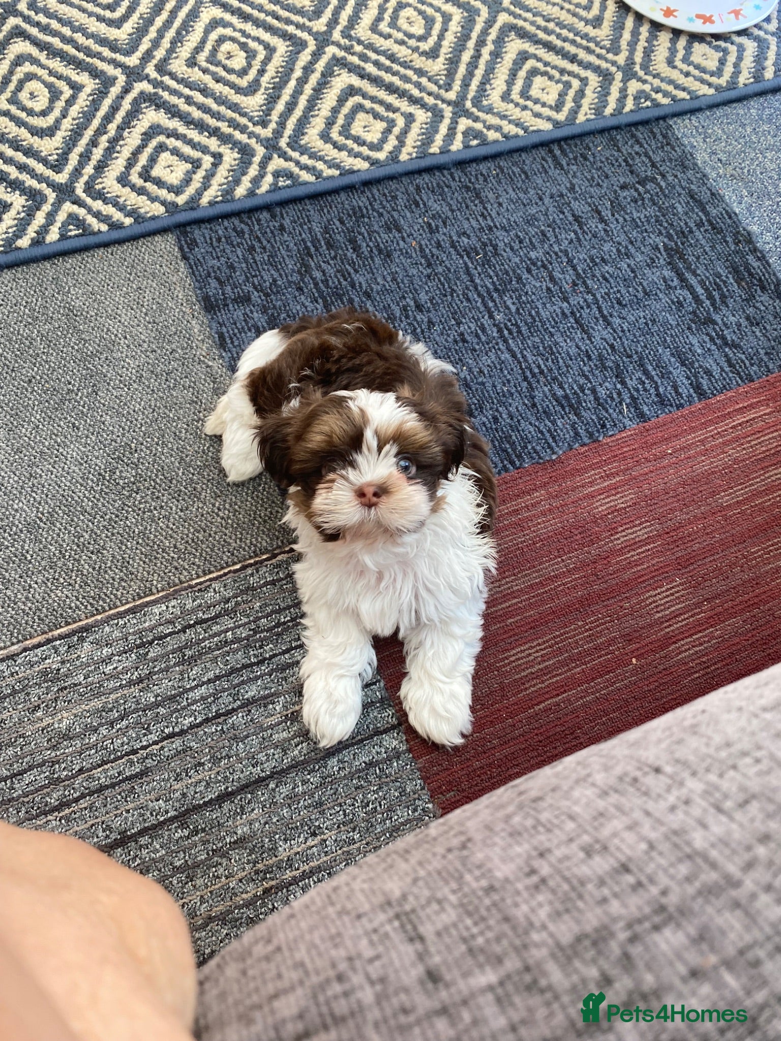 Shih Tzu dogs Imperial Shih Tzu  - Advert 2