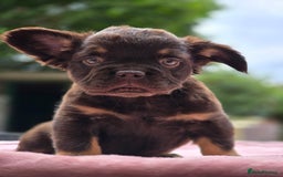 French Bulldog dogs for sale: Fluffy french bulldogs carrying Pink - Image 28