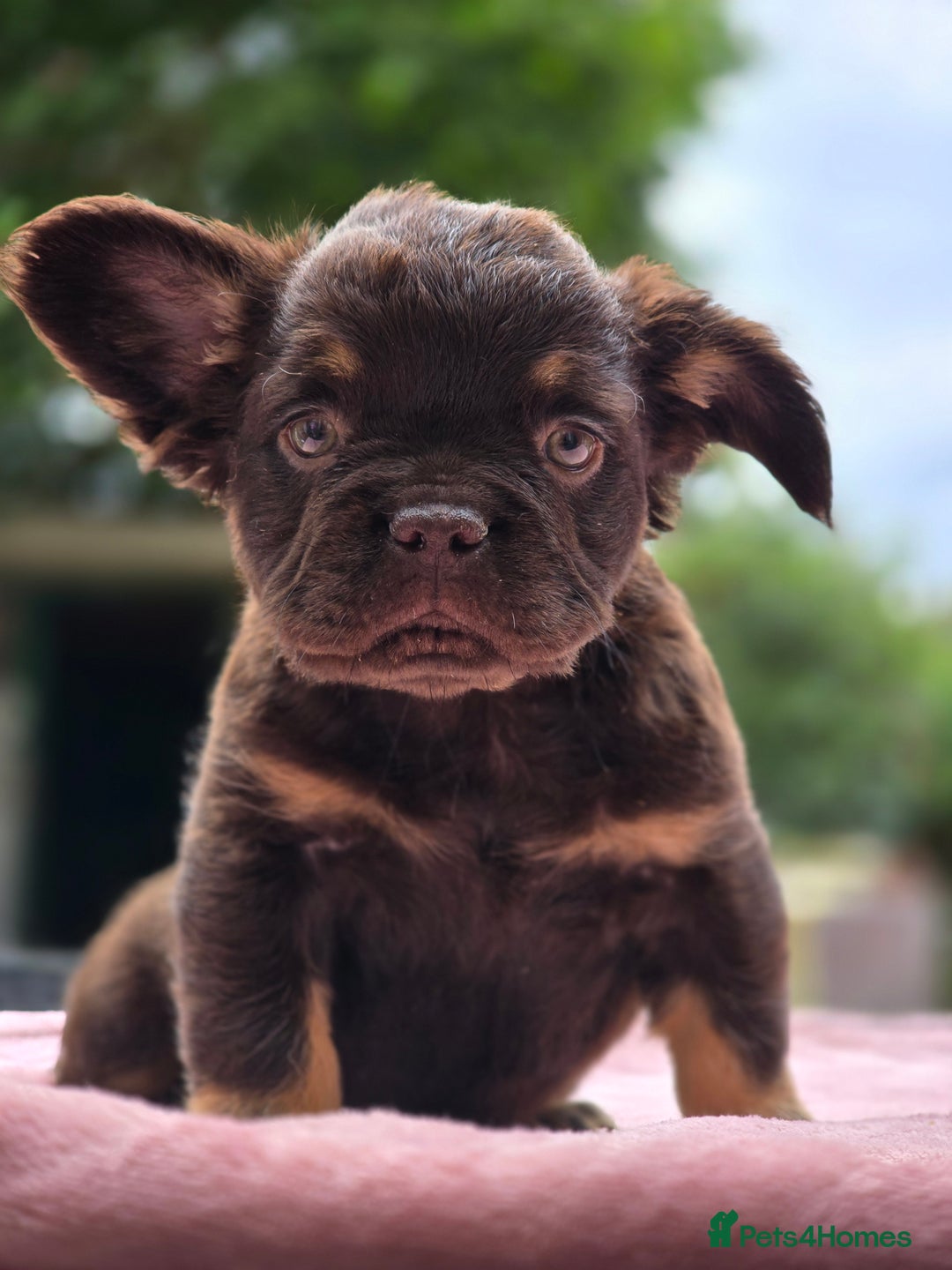 French Bulldog dogs for sale: Fluffy french bulldogs carrying Pink - Image 28