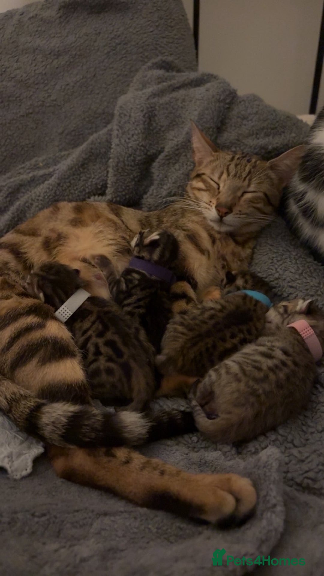 Bengal cats for sale: Beautiful Bengal Mix Kittens - Advert 3