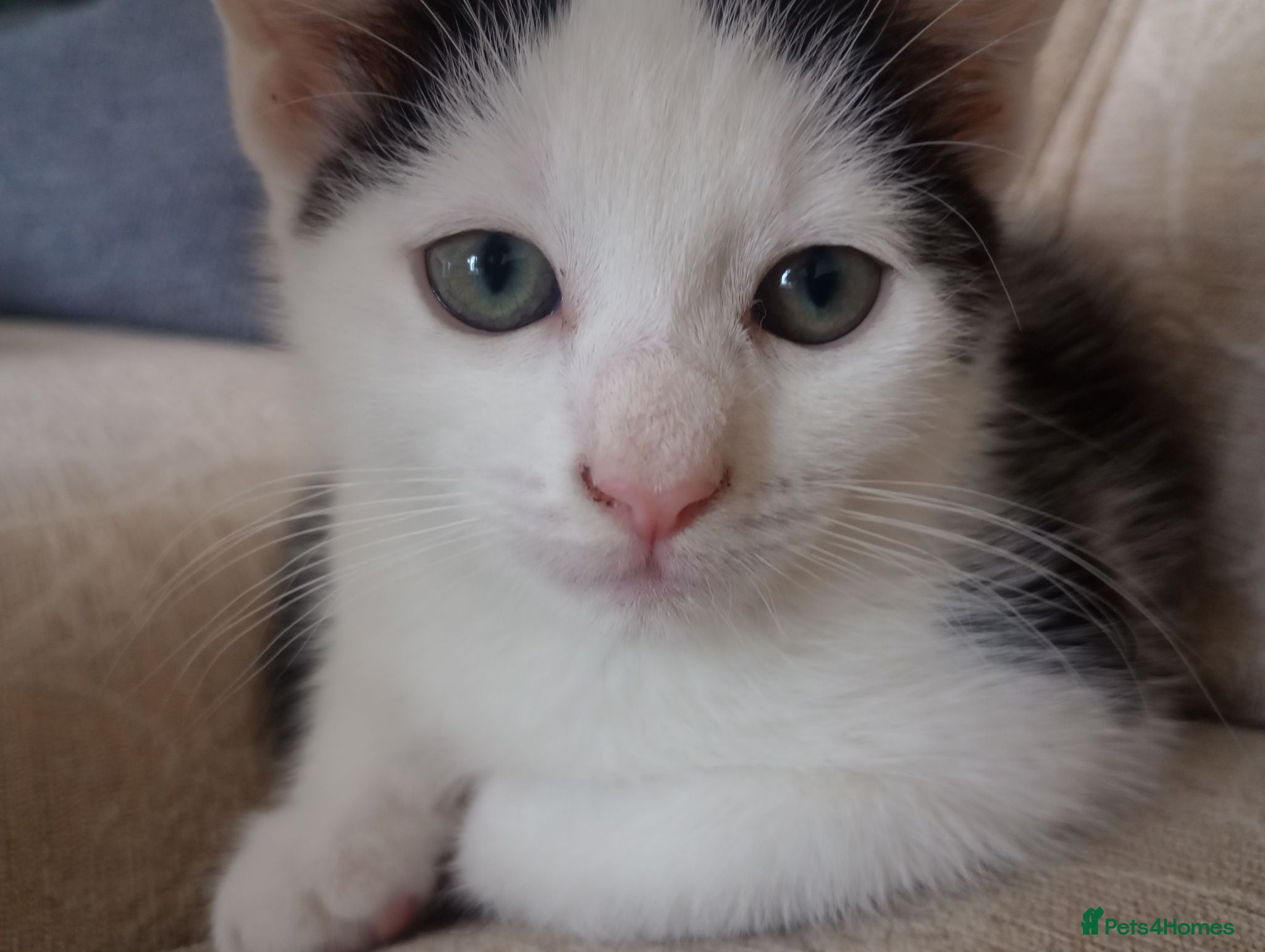 Ragdoll cats *One left* Ragdoll/Chinchilla Persian kitten - Advert 13