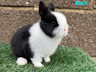 Netherland Dwarf rabbits Pure breed Netherlands dwarf - Advert 1