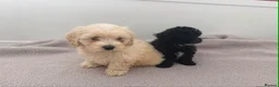 Maltipoo dogs for sale: Maltipoo puppies  in Bromley - Advert 8