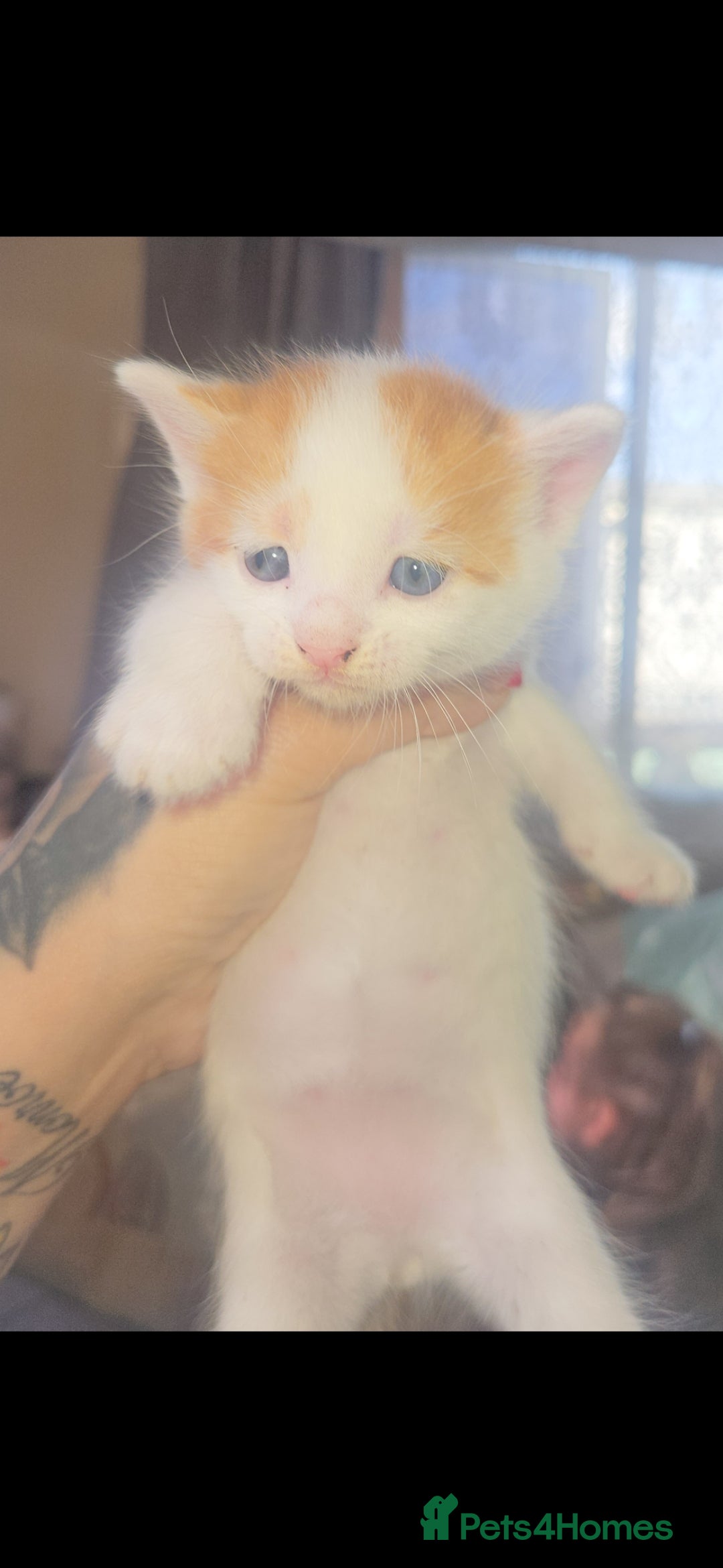 Mixed Breed cats for sale: kittens for sale  - Image 2