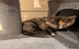 Mixed Breed cats for sale: Kittens for sale - BSH mother  - Image 2