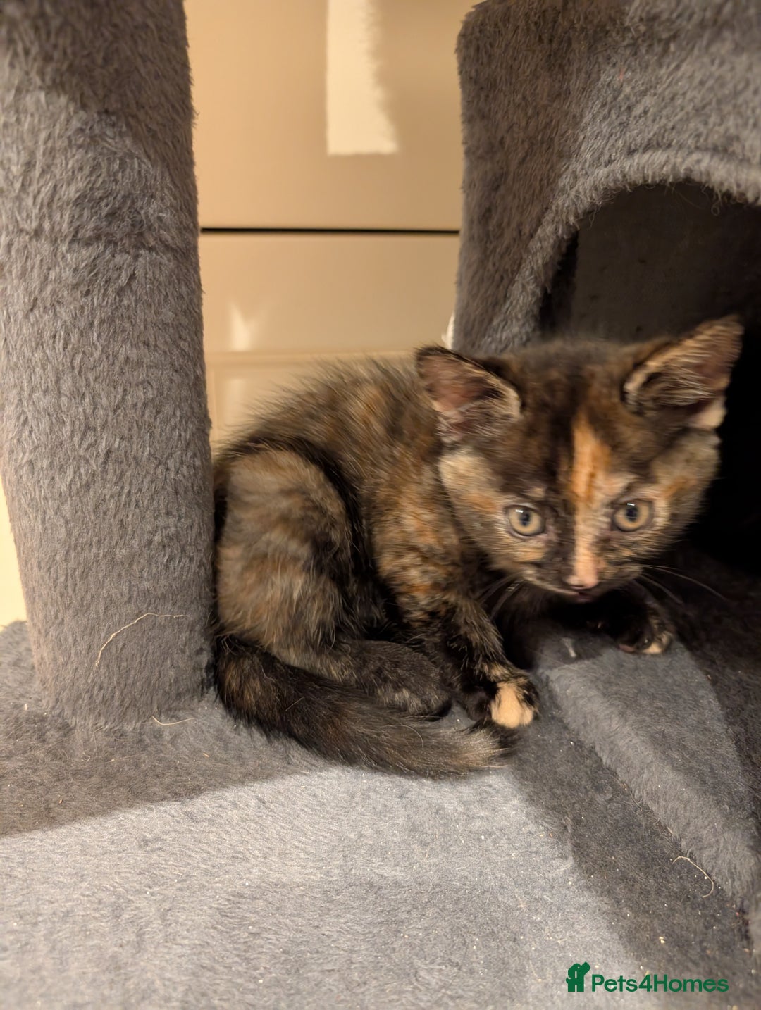 Mixed Breed cats for sale: Kittens for sale - BSH mother  - Image 2
