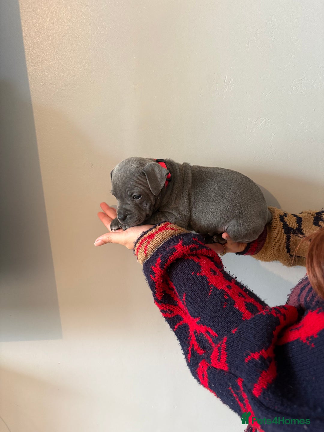 Staffordshire Bull Terrier dogs for sale: 6 Stunning Blue Staffordshire Bull Terrier pups 💙 - Advert 14