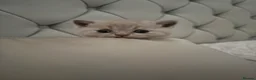 British Shorthair cats for sale: British shorthair boys and one girl cream/lilac  - Advert 6
