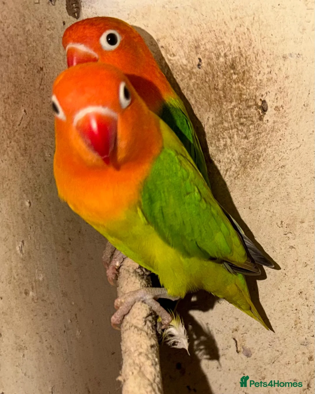 Lovebirds birds for sale: Hand Reared New Born Love Birds - Advert 37