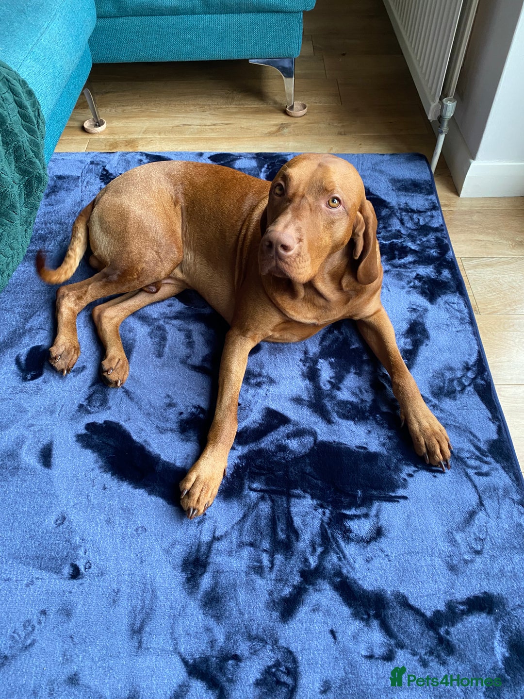 Hungarian Vizsla dogs for stud: KC Registered Hungarian Vizsla Stud - Advert 2