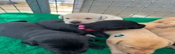 Labrador Retriever dogs for sale: Beautiful Labrador Puppies — Loving Family Home in Hayle - Advert 4