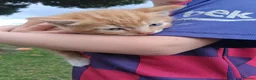 Mixed Breed cats for sale: Beautiful ginger kittens - Advert 9