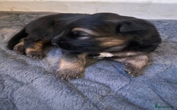 German Shepherd dogs for sale: Long-Medium hair pure bred German Shepherds 🇩🇪 - Image 8