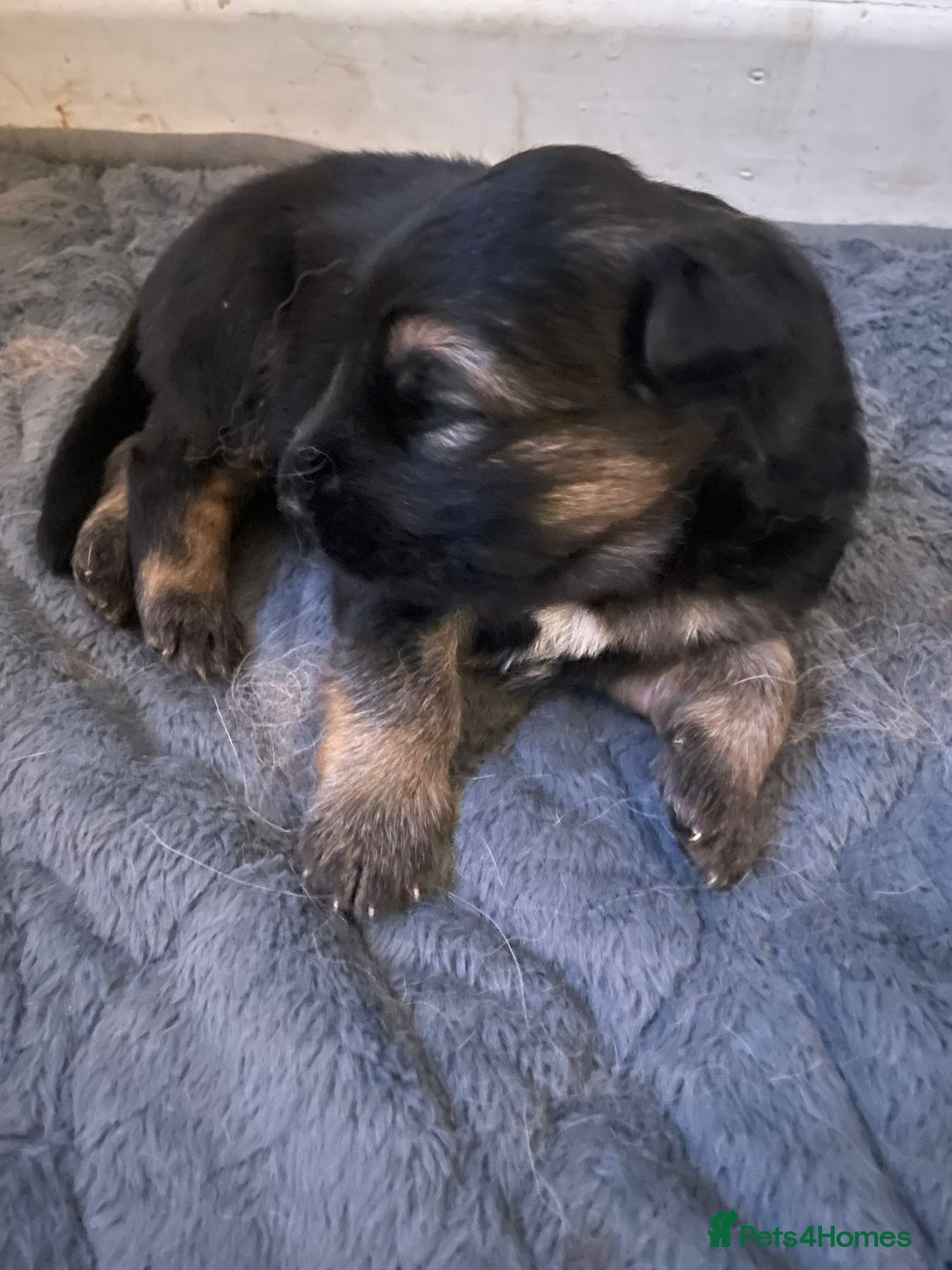 German Shepherd dogs for sale: Long-Medium hair pure bred German Shepherds 🇩🇪 - Image 8