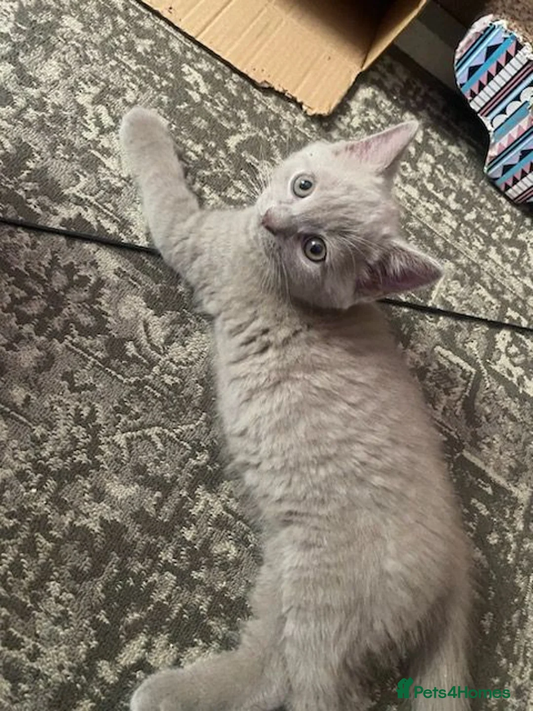 British Shorthair cats for sale: ADORABLE BRITISH SHORTHAIR KITTENS - Advert 2