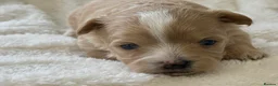 Maltipoo dogs for sale: Stunning Maltipoo’s - Advert 9