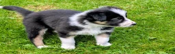 Border Collie dogs for sale: Gorgeous Border Collie puppies  - Advert 19