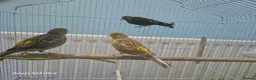 Conures birds for sale: ​Trio of Canaries with Cage and Accessories in Middlesbrough - Advert 4