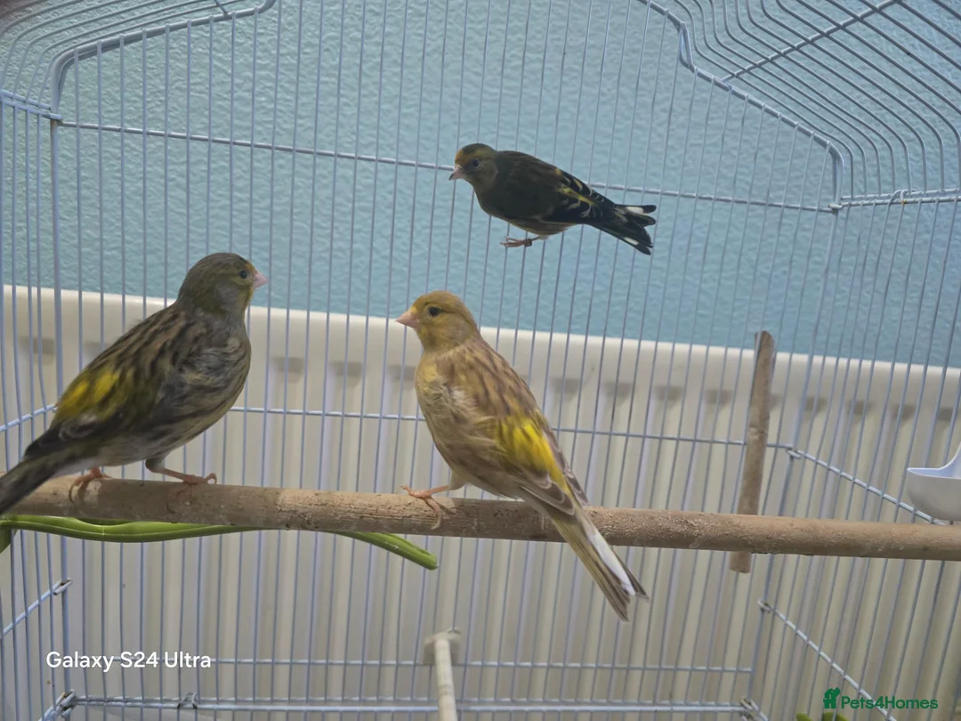 Conures birds for sale: ​Trio of Canaries with Cage and Accessories in Middlesbrough - Advert 4