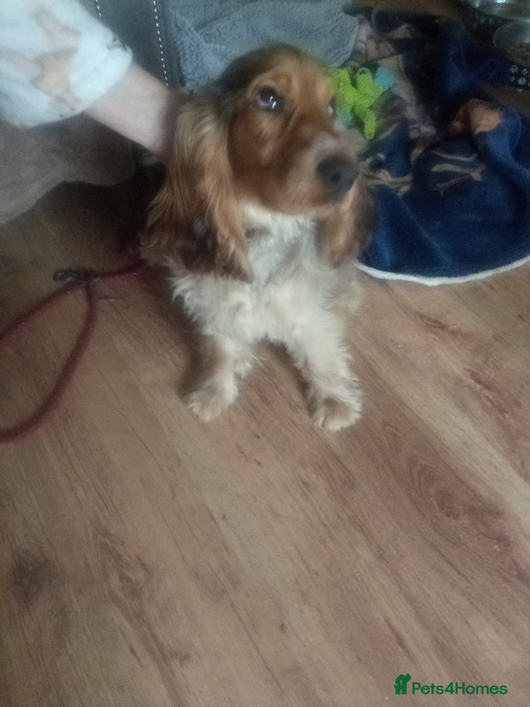 Cocker Spaniel dogs for sale: Cocker spaniel  - Image 1