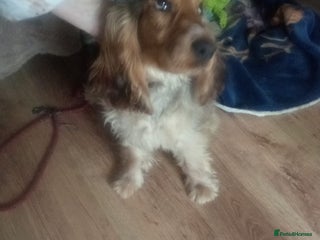 Cocker Spaniel dogs - Advert 11