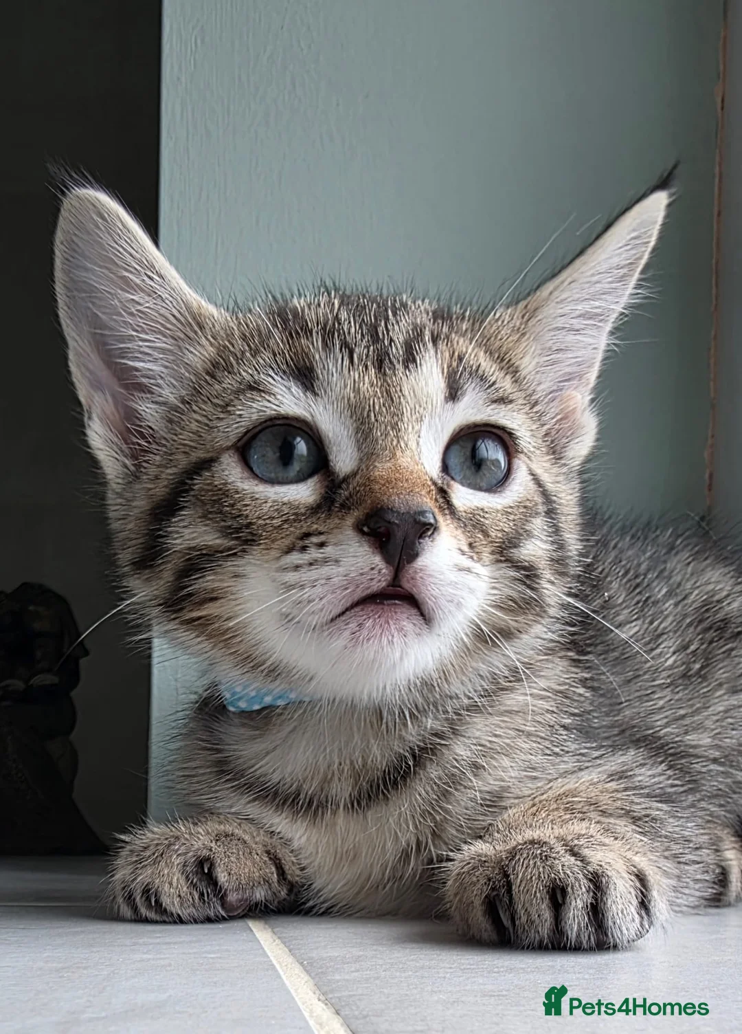 Mixed Breed cats for sale: Beautiful Bengal Siamese mix  - Advert 1