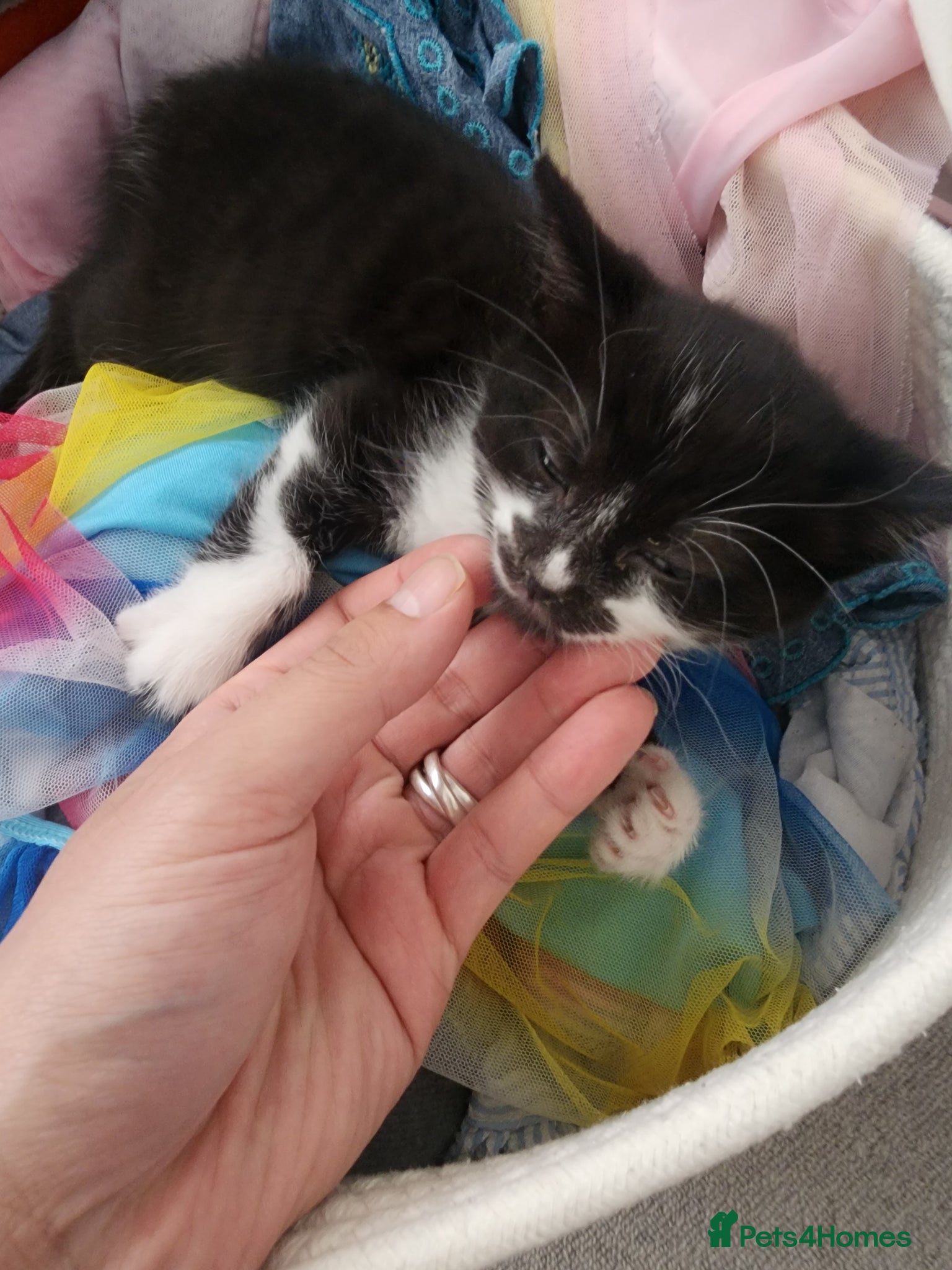 Mixed Breed cats for sale: 2 little Tuxedo new born kittens - Advert 9