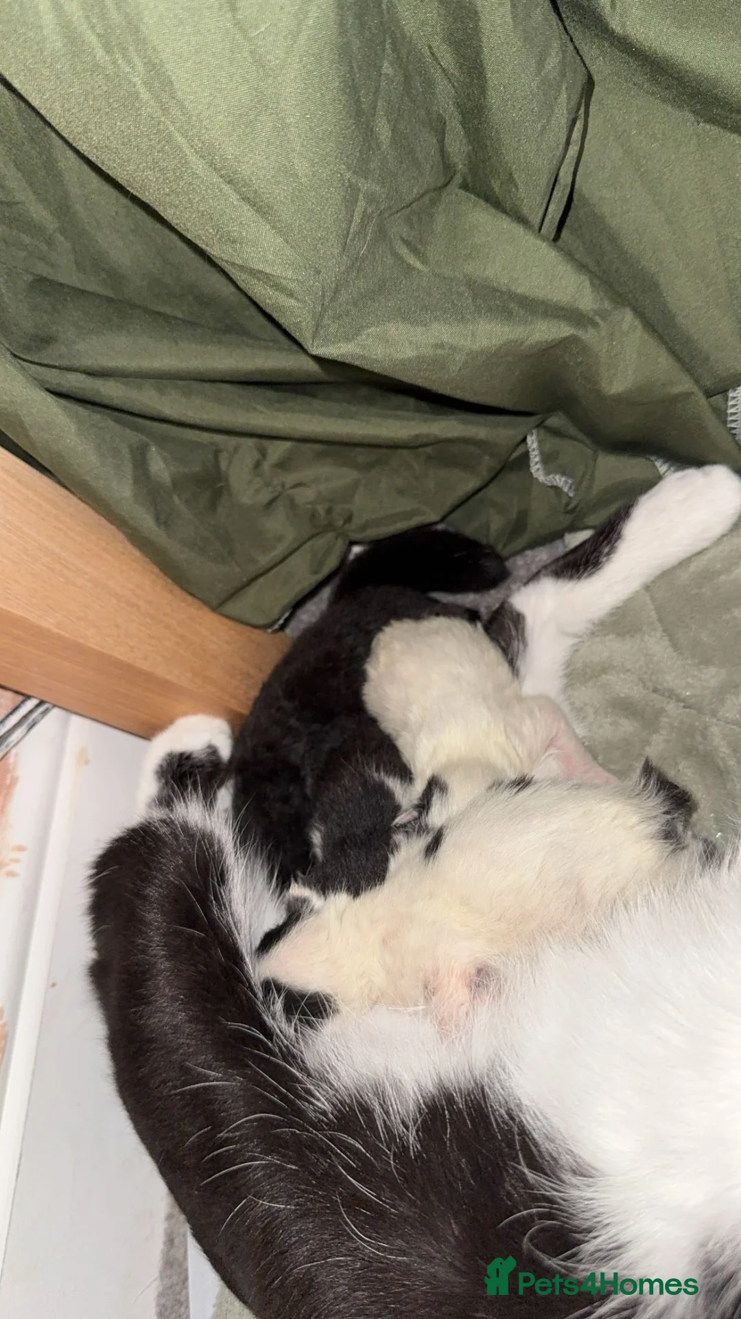 Mixed Breed cats for sale: 2 boy kittens for sale in Rotherham - Advert 7