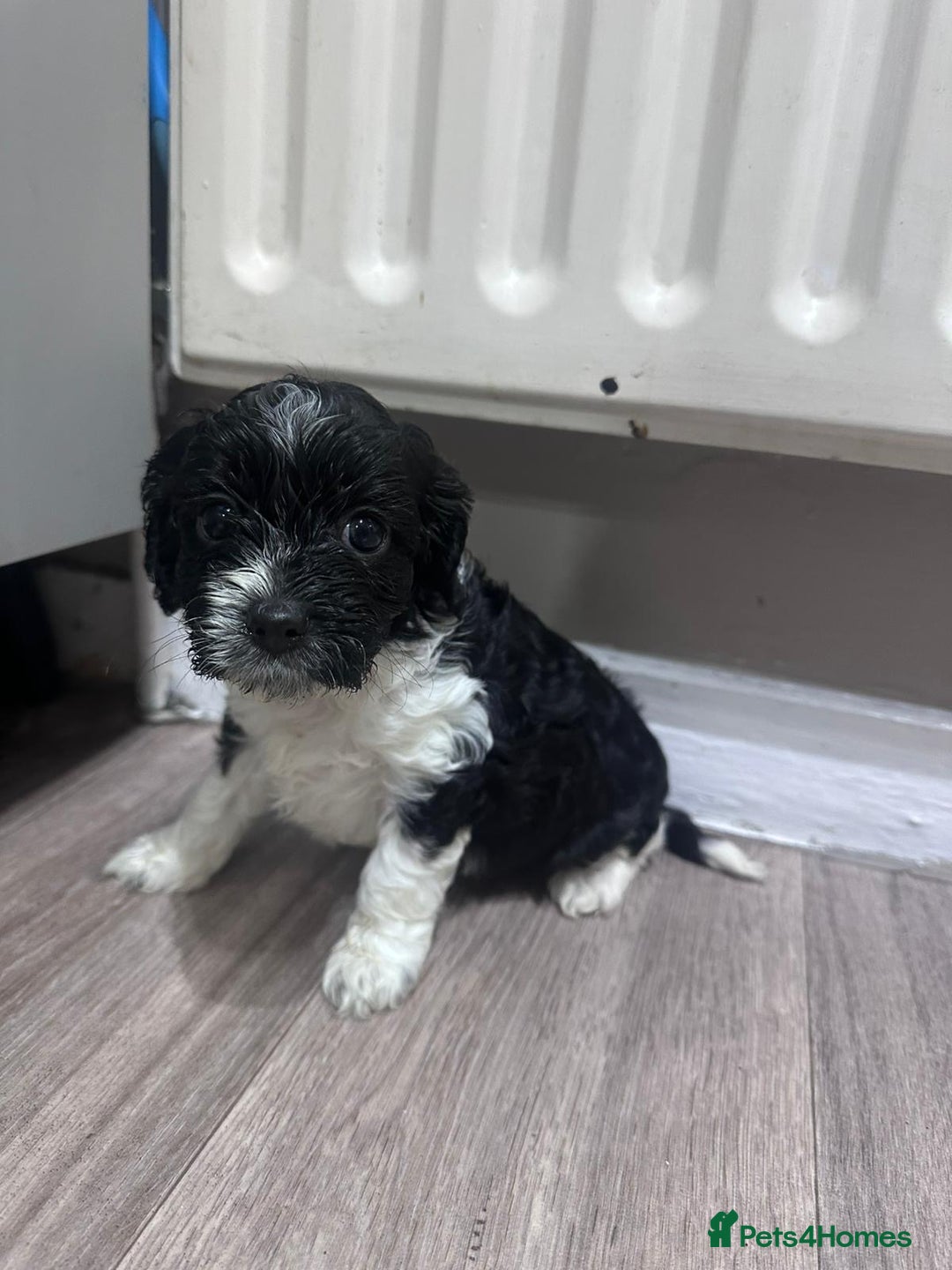 Mixed Breed dogs for sale: 3 LEFT - Cockapoo Cavapoo Puppies - READY TO GO - Advert 12