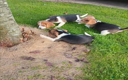 Beagle dogs for sale: Genuine Foot Beagles - Image 11