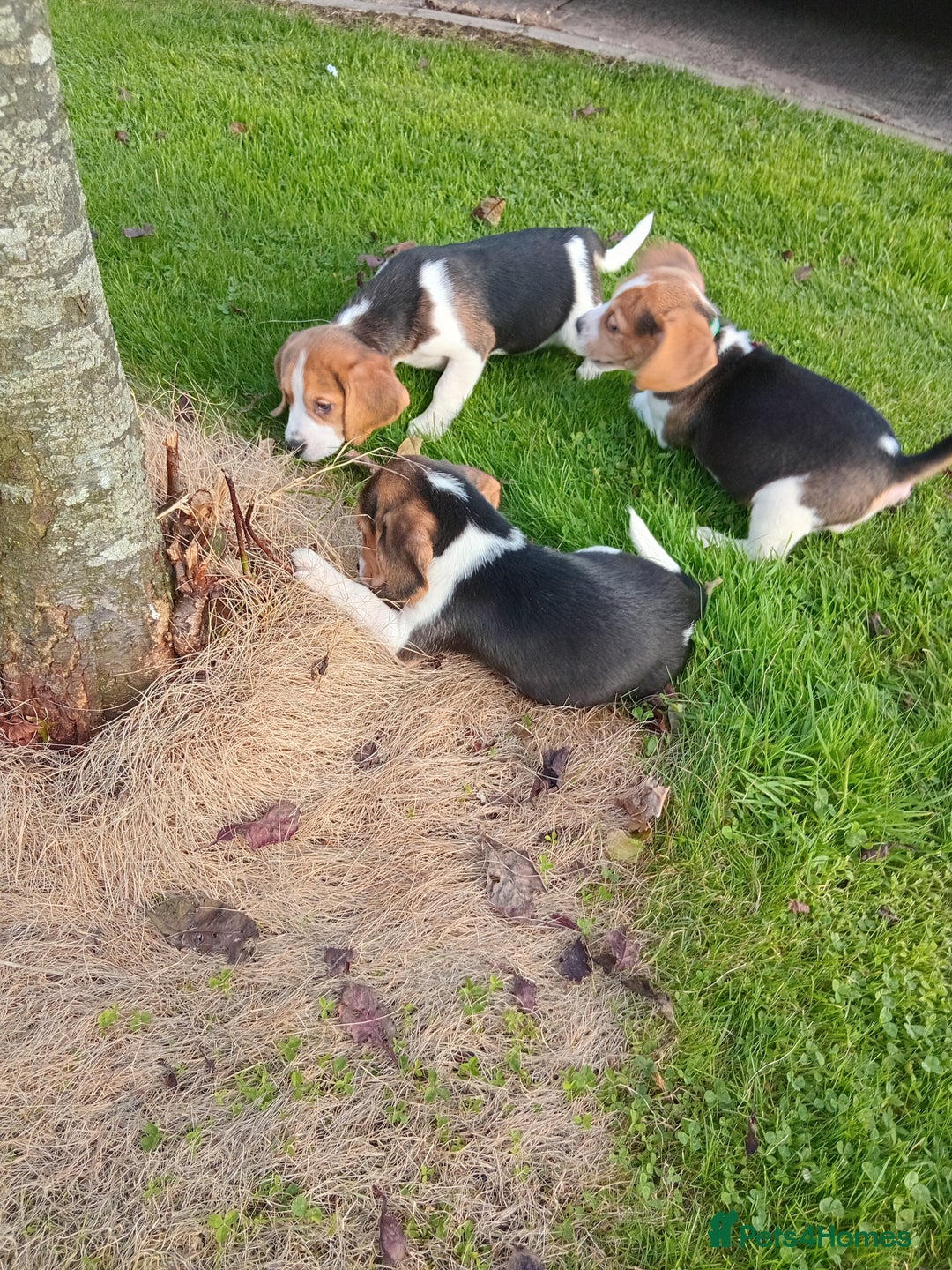 Beagle dogs for sale: Genuine Foot Beagles - Image 11