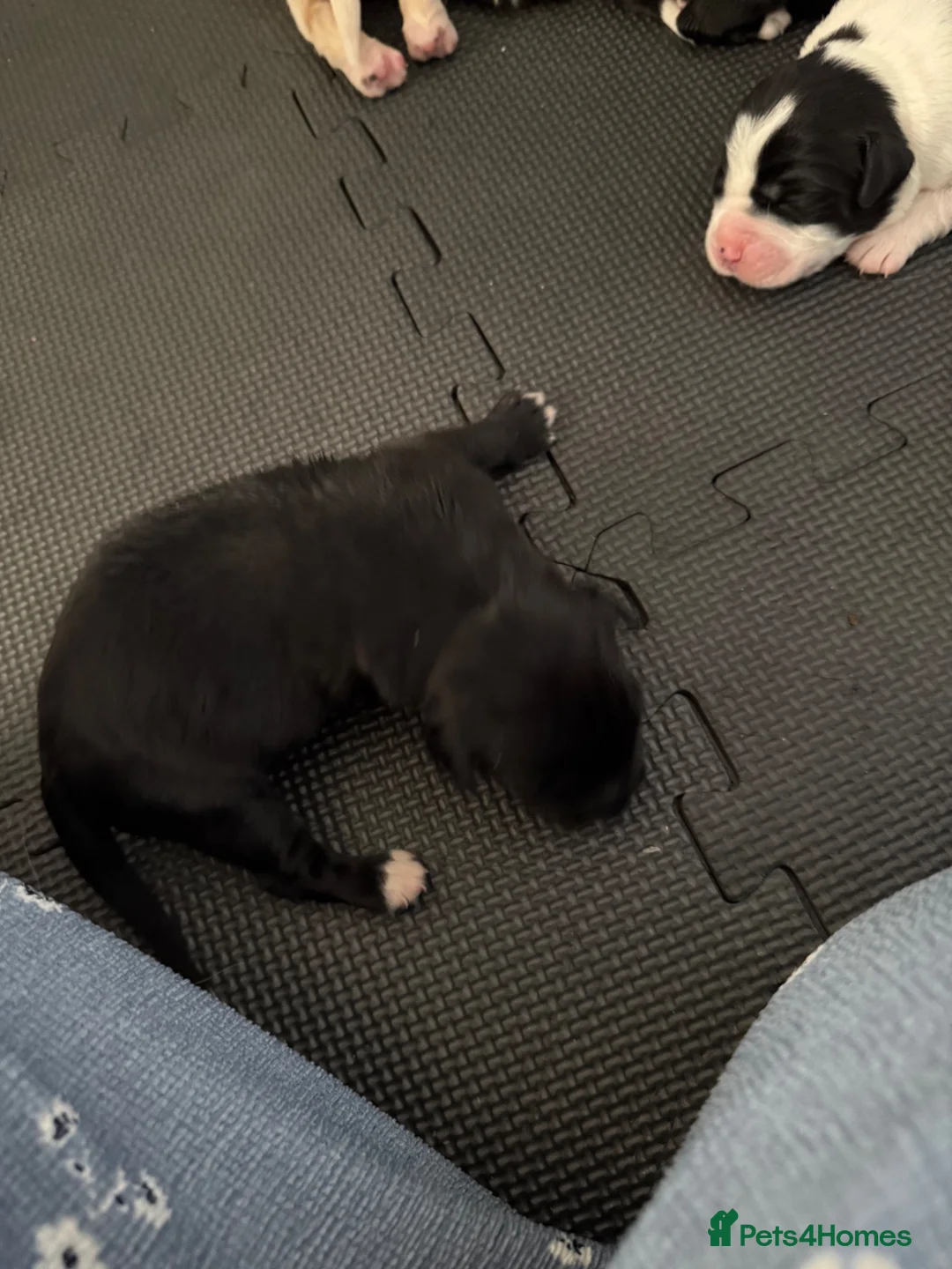 Cockerdor dogs for sale: Cockerdor puppies  - Advert 10
