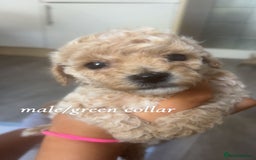 Poochon dogs for sale: Poochon Puppies - Image 19