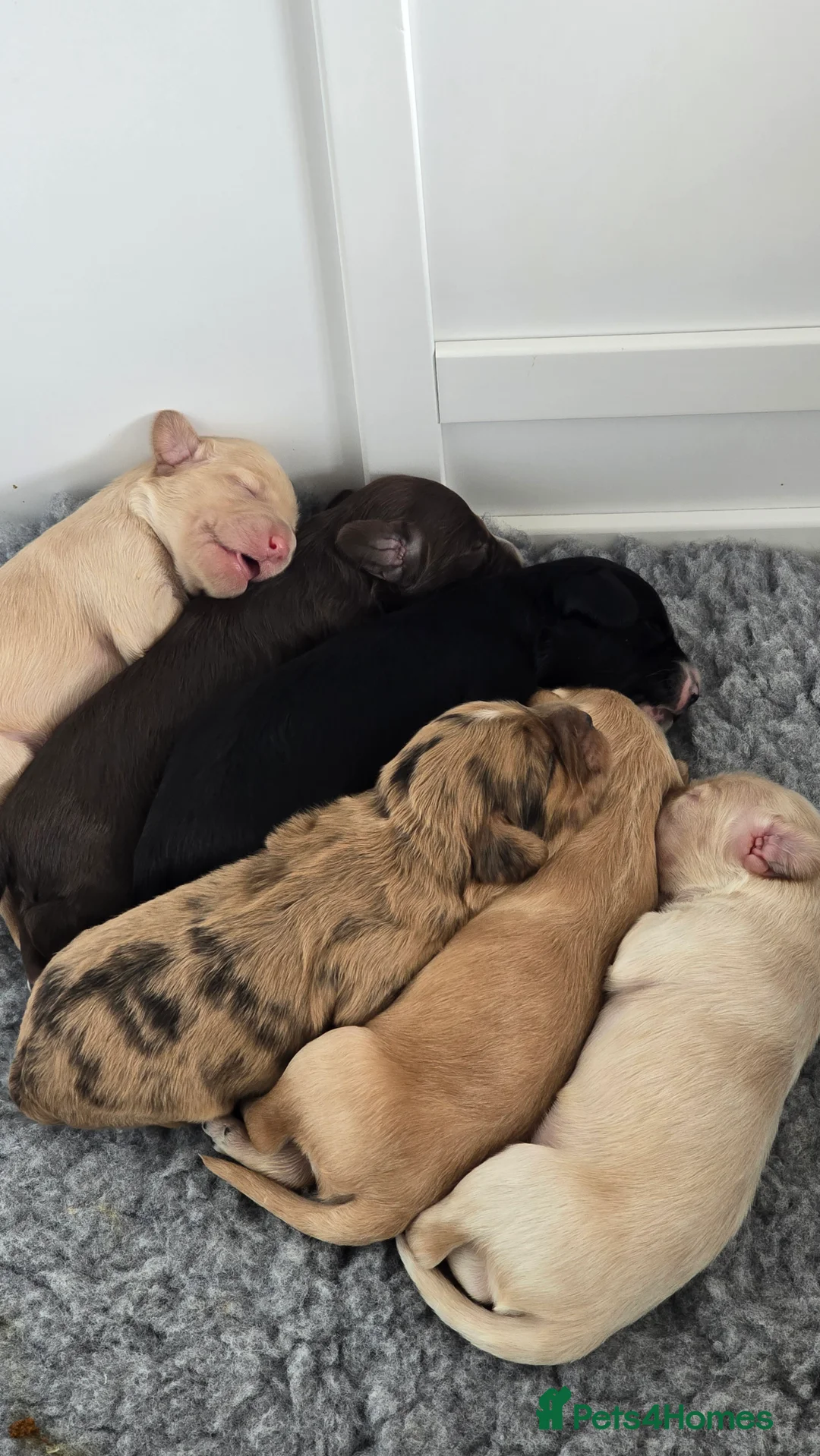 Cockapoo dogs for sale: Cockapoo Litter  in Aylesbury - Advert 13