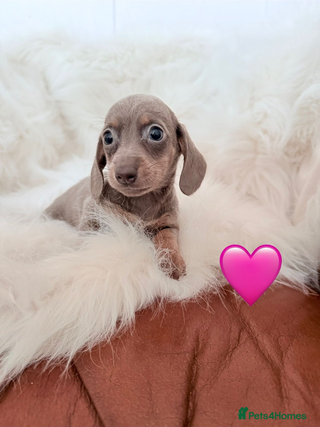 Miniature Dachshund dogs for sale: Stunning Litter of Miniature Dachshund Pups  - Image 4
